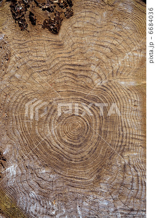 木の切り株 6684036