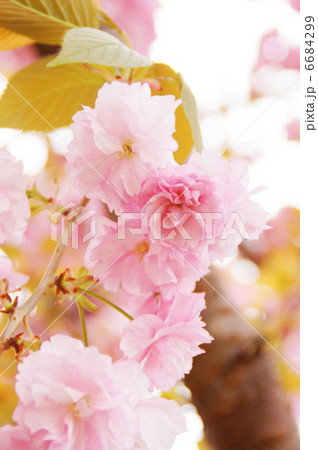 八重桜（関山） 6684299