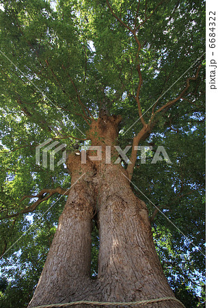 香川の保存木「高良神社の楠」 6684322