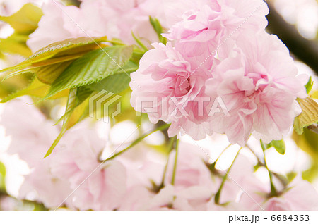 八重桜(福禄寿) 八重桜(福禄寿) 6684363
