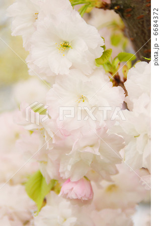 八重桜（松月） 6684372