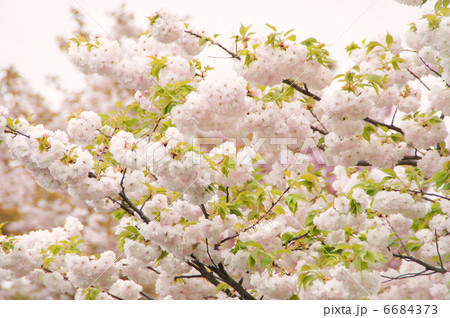 八重桜（松月） 6684373