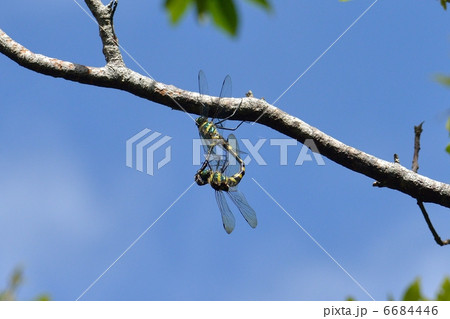 オオヤマトンボ連結 オオヤマトンボ連結 6684446