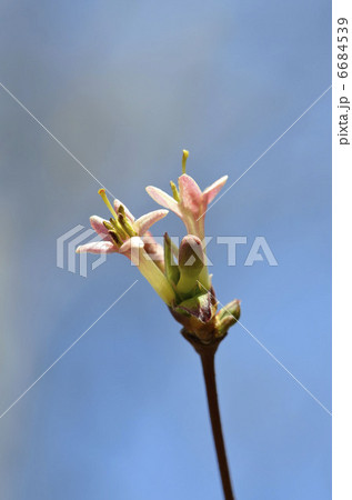 ウグイスカグラ（鶯神楽） 6684539