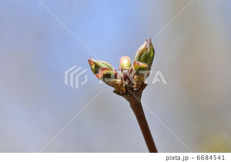 ウグイスカグラ(鶯神楽) ウグイスカグラ(鶯神楽) 6684541