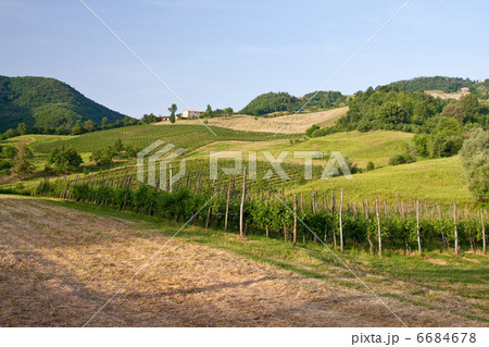 Typical Tuscan landscape 6684678