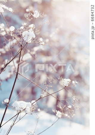 dry plants in snow dry plants in snow 6684732