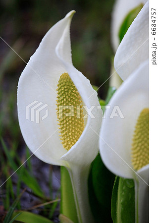 乗鞍高原・一ノ瀬園地のミズバショウ 乗鞍高原・一ノ瀬園地のミズバショウ 6684757