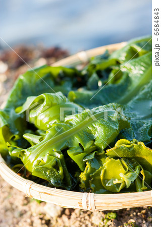 若布　湯でる　加工　縦 6684843