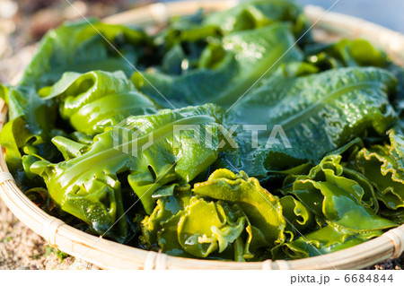 若布　湯でる　加工 6684844