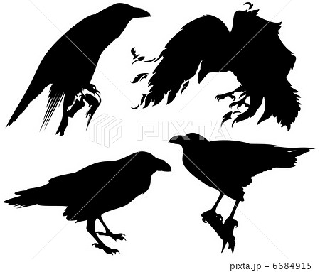 Raven Birds Detailed Vector Silhouettes Fine のイラスト素材