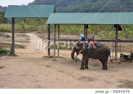 プーケットの象乗り プーケットの象乗り 6684976