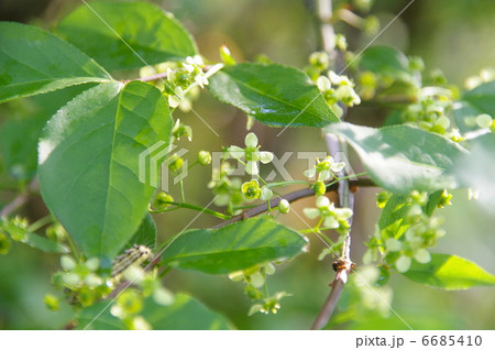 ニシキギの花の写真素材