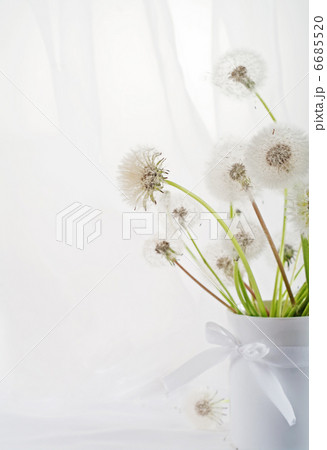 dandelions dandelions 6685520