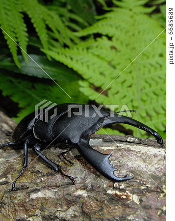 セレベスオオヒラタクワガタ　森の樹木のの上で 6685689