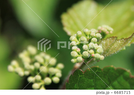 ノブドウの花の蕾 6685715