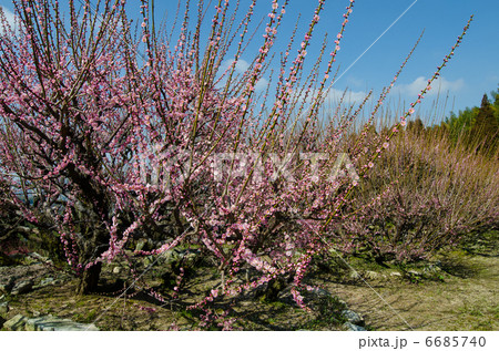 普光寺の臥龍梅 普光寺の臥龍梅 6685740