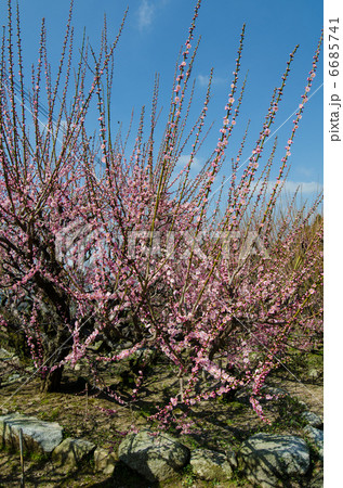 普光寺の臥龍梅 6685741