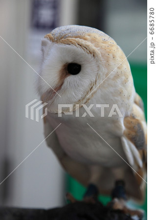 　ふくろう　猛禽類　  6685780