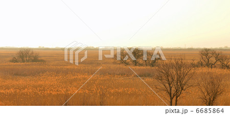 夕暮れの渡良瀬 夕暮れの渡良瀬 6685864