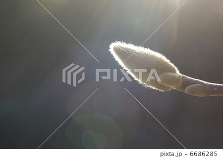 暖かい日差しを浴びるハクモクレンの冬芽　横 6686285