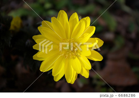 一輪の福寿草 一輪の福寿草 6686286