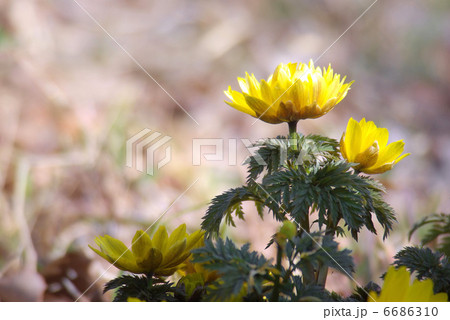 複数の福寿草 6686310