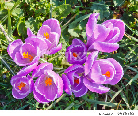Crocus flowers 6686565