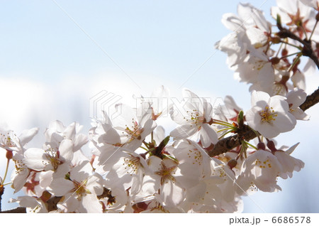 エドヒガン 6686578