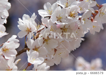 エドヒガン 6686579