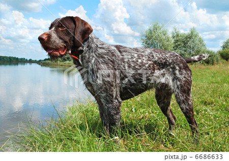 German wirehaired pointer German wirehaired pointer 6686633