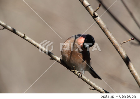 ウソ ウソ 6686658