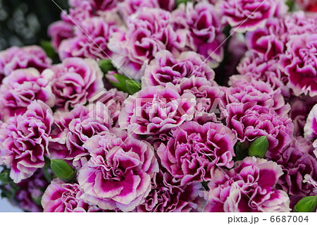 カーネーション 「シータ」 6687004