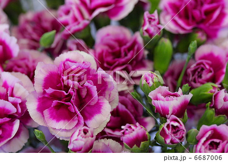 カーネーション 「シータ」 6687006