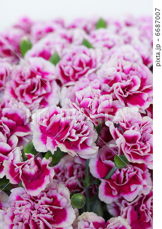 カーネーション 「シータ」 6687007