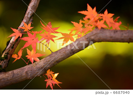 京都 常寂光寺 紅葉 京都 常寂光寺 紅葉 6687040