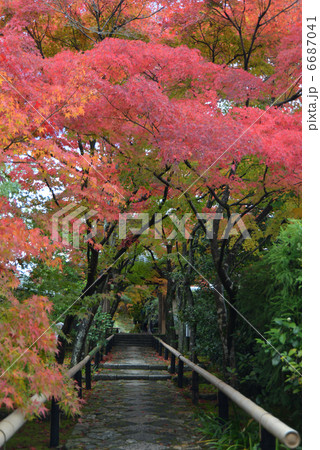 京都 光悦寺 紅葉 京都 光悦寺 紅葉 6687041