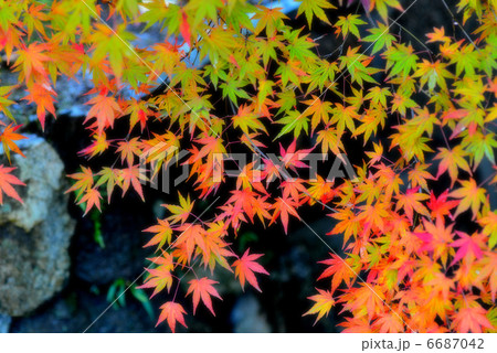 京都　常寂光寺　紅葉 6687042