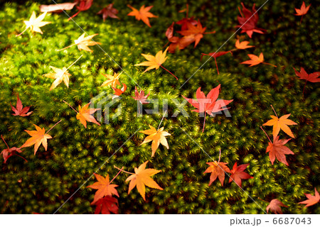京都 常寂光寺 紅葉 京都 常寂光寺 紅葉 6687043