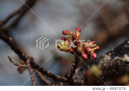 河津桜の蕾 6687078
