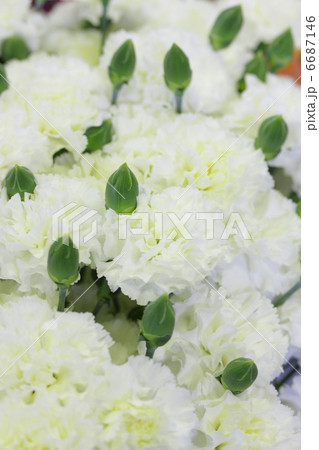 カーネーション 「ミルキーウェイ」 6687146