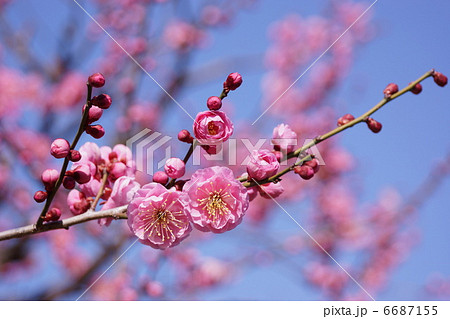 梅 ume blossom 梅 ume blossom 6687155