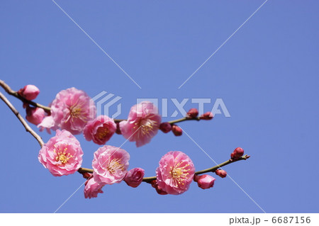梅 ume blossom 梅 ume blossom 6687156