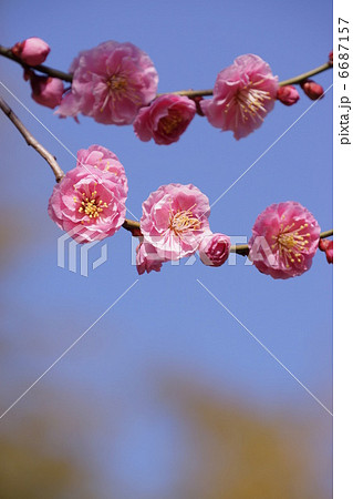 梅 ume blossom 梅 ume blossom 6687157