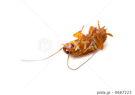 死んだクロゴキブリの幼虫の写真素材