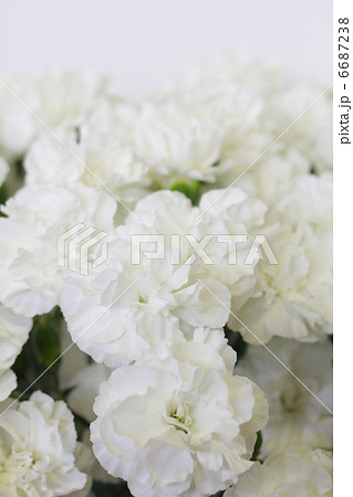 カーネーション 「ブライダルホワイト」 6687238