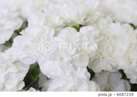 カーネーション 「ブライダルホワイト」 6687239