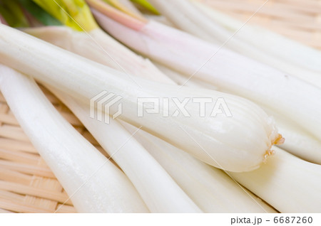 エシャロット 6687260