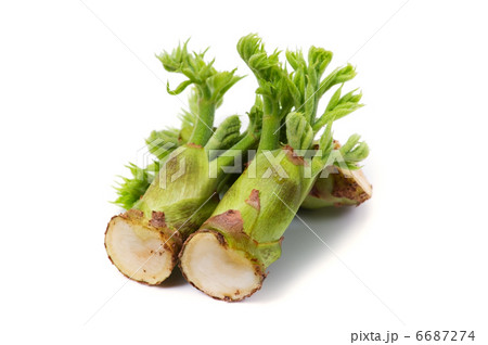 タラの芽 6687274