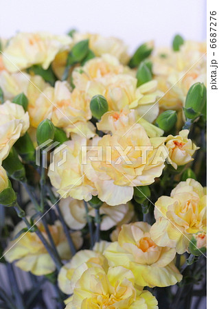 カーネーション 「カスタード」 カーネーション 「カスタード」 6687276